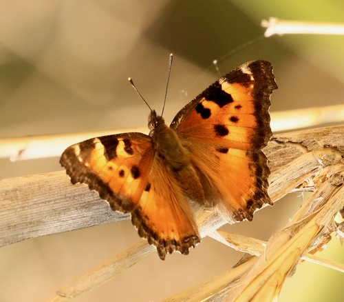 California Tortoiseshell