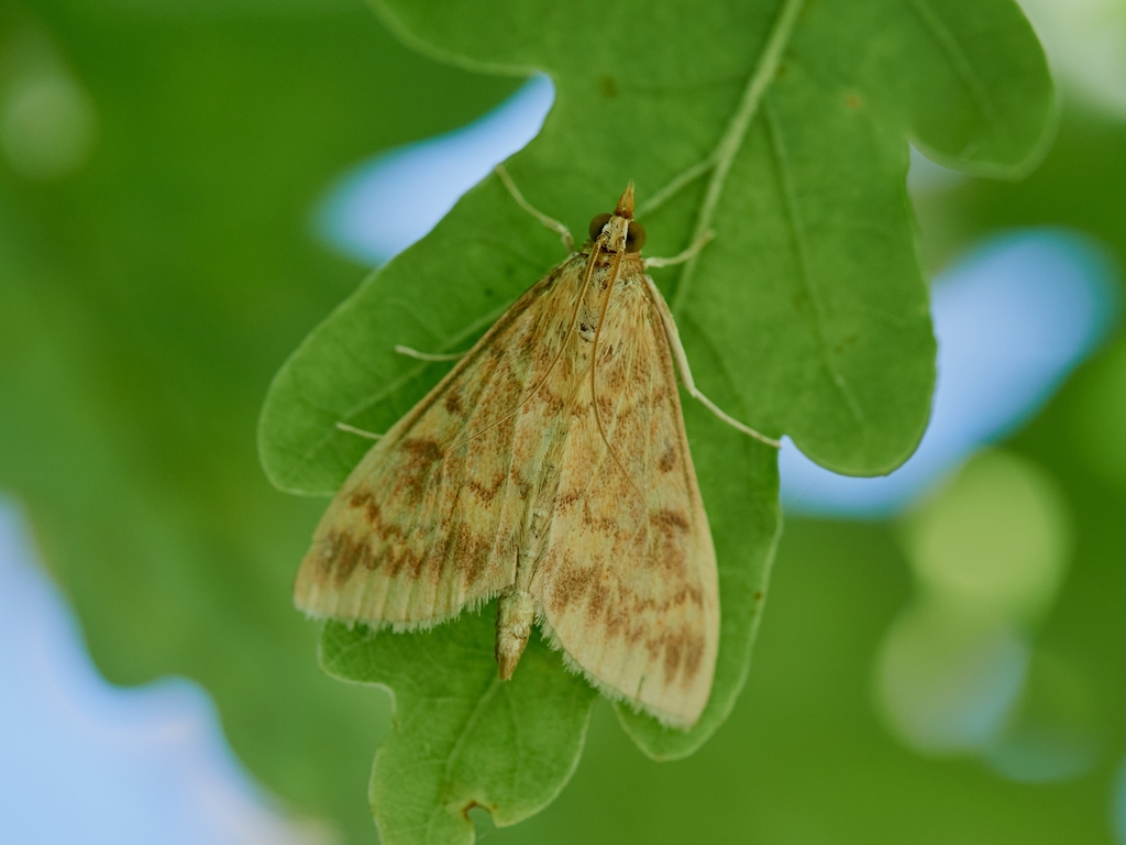 European Corn Borer