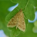 European Corn Borer Moth - Photo (c) ruimvs, all rights reserved, uploaded by ruimvs
