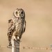 Short-eared Owl - Photo (c) fernandosoto, all rights reserved