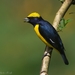 Yellow-crowned Euphonia - Photo (c) Oscar Perez, all rights reserved, uploaded by Oscar Perez