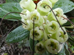 Cavendishia nitida image