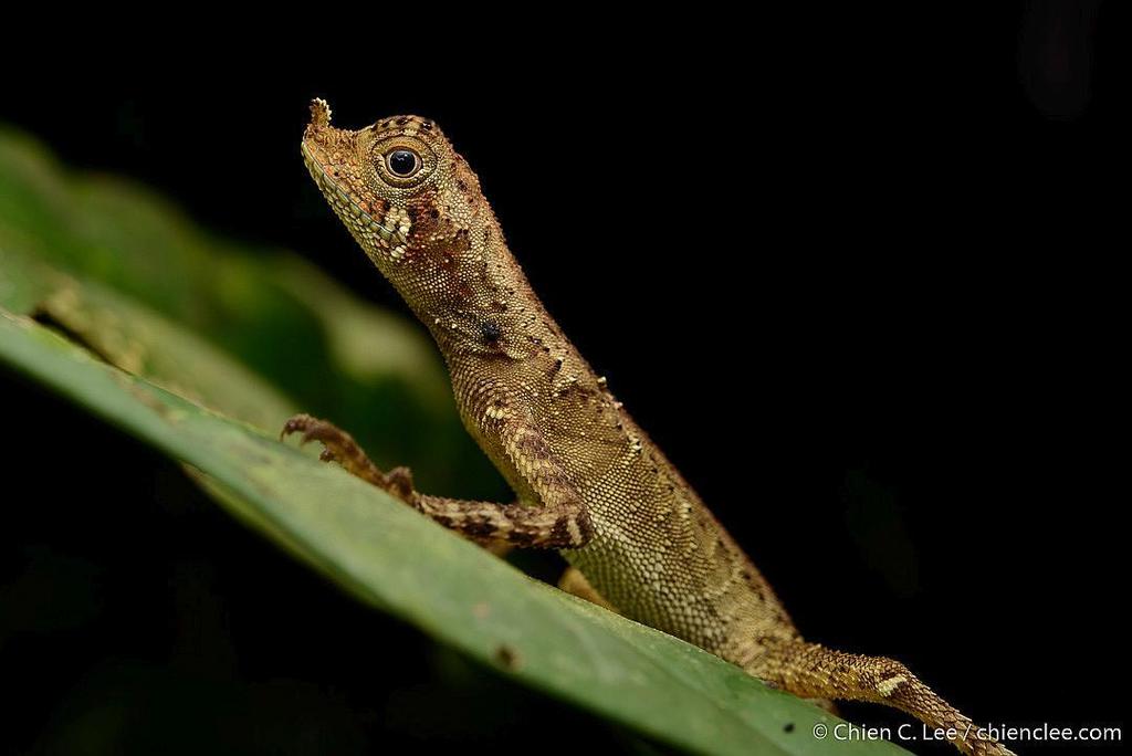 Ornate Earless Agama (Aphaniotis ornata)