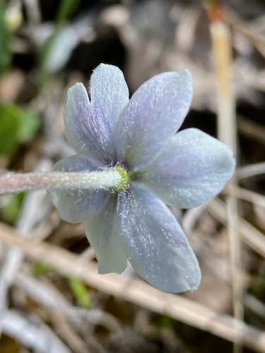 Small-flower Anemone