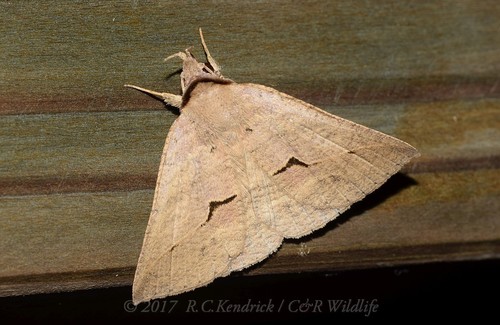 Dierna patibulum Fabricius, 1794