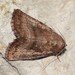 Acosmetia chinensis - Photo (c) Roger C. Kendrick, όλα τα δικαιώματα διατηρούνται, uploaded by Roger C. Kendrick