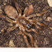 Nemesiidae - Photo (c) Sven Spidaman, όλα τα δικαιώματα διατηρούνται, uploaded by Sven Spidaman