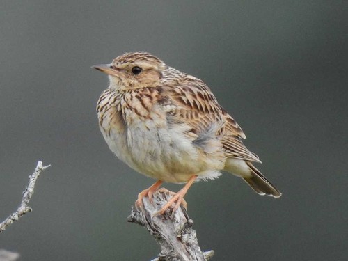 Woodlark