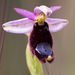 Ophrys bertolonii bertolonii - Photo (c) markussehnal, all rights reserved, uploaded by markussehnal
