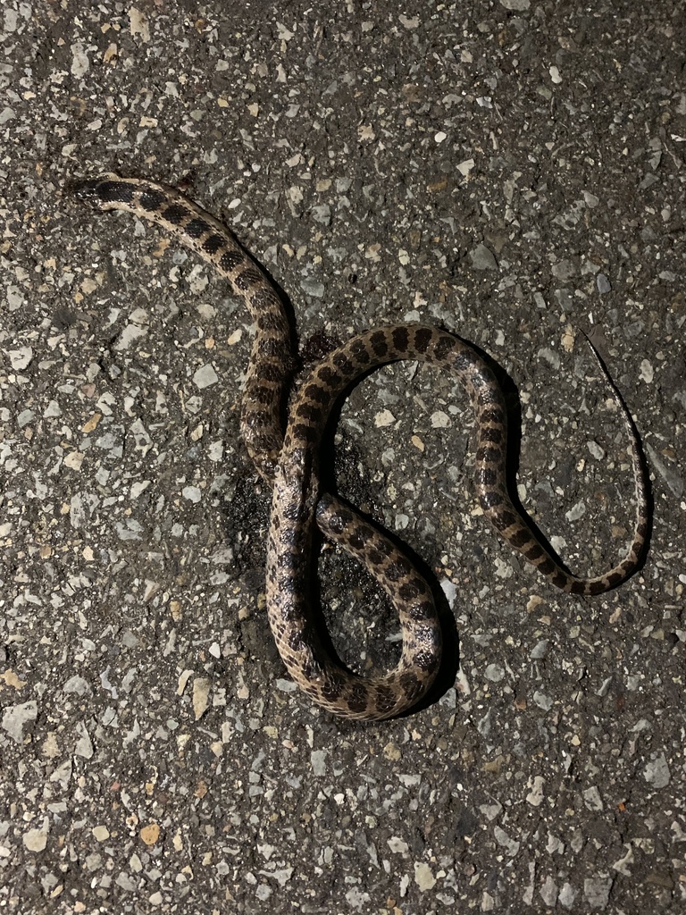 Red-banded Snake from 澎湖島, 馬公市, TW on June 11, 2020 at 08:05 PM by ...