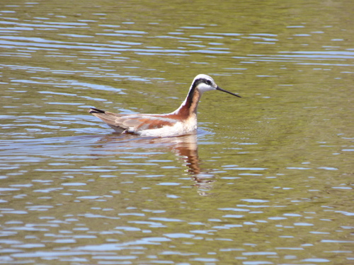 Wilson's Phalarope