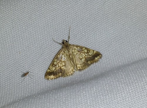 Evergestis marocana
