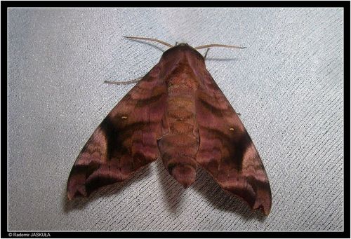 Subspecies Acosmeryx anceus philippinensis · iNaturalist