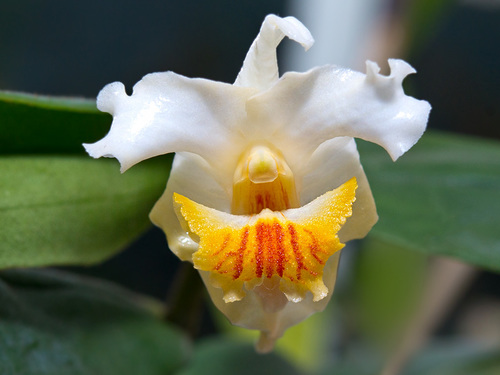 Dendrobium bostrychodes · iNaturalist