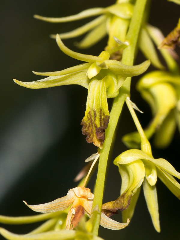 Dendrobium hemimelanoglossum (Dendrobium hemimelanoglossum)