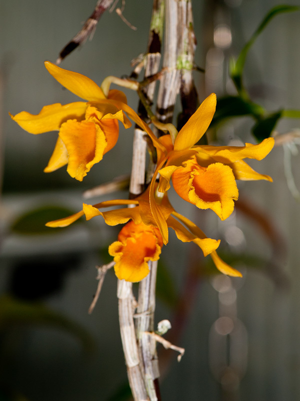 Dendrobium henryi (Dendrobium henryi)