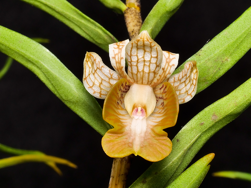 Dendrobium khanhoaense (Dendrobium khanhoaense)