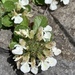 Teucrium pyrenaicum guarensis - Photo (c) steg, todos los derechos reservados