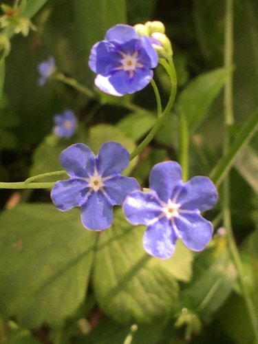 Omphalodes nitida