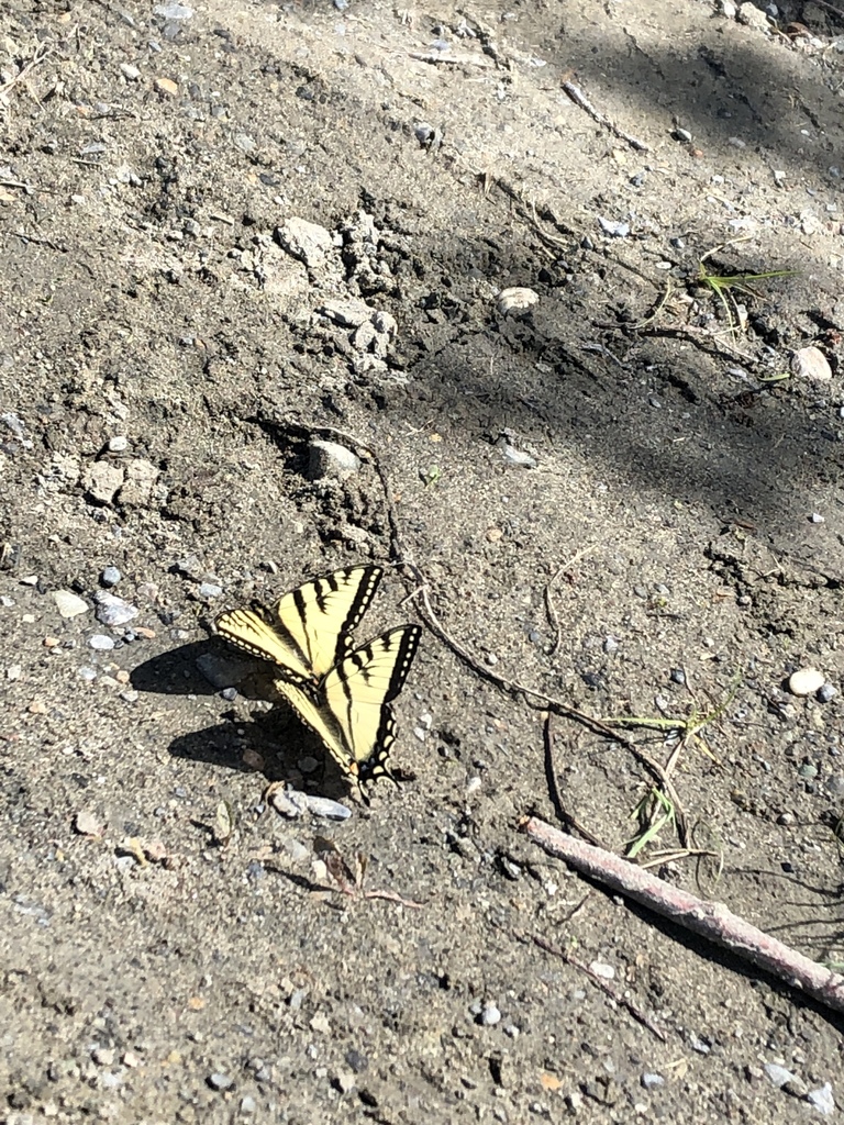 Canadian Tiger Swallowtail from Haines Junction, Haines Junction, YT ...