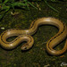 Lined Tolucan Ground Snake - Photo (c) César A. Díaz-Marín, all rights reserved, uploaded by César A. Díaz-Marín
