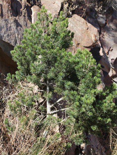 border pinyon