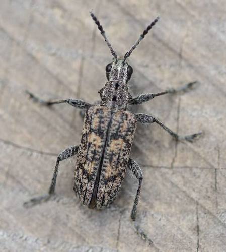 Ribbed Pine Borer