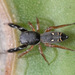 Metacyrba punctata - Photo (c) DinGo OcTavious, all rights reserved, uploaded by DinGo OcTavious