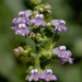 Tropical Bushmint - Photo (c) arenicola, all rights reserved, uploaded by arenicola