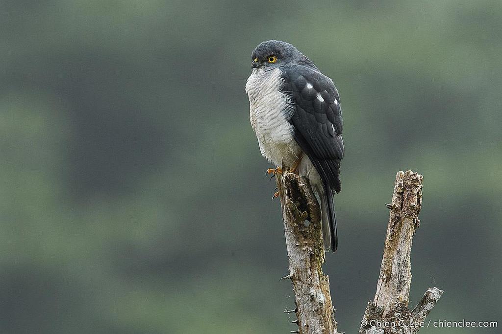 Frances'S Sparrowhawk