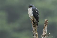 Frances'S Sparrowhawk
