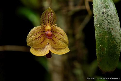Bulbophyllum analamazoatrae