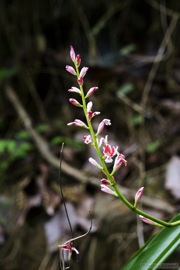 Alpinia calcicola (Alpinia calcicola)