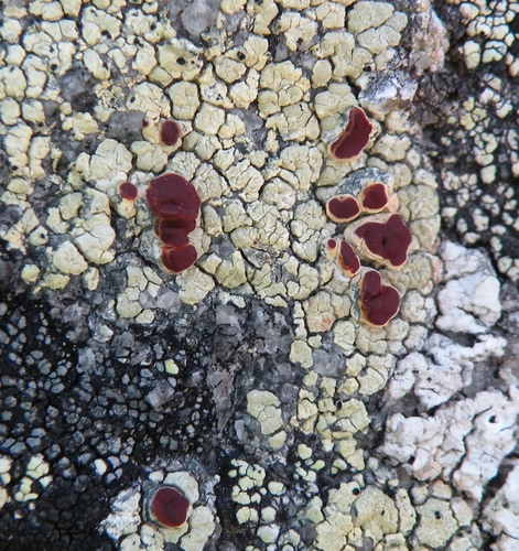 Alpine Bloodspot Lichen