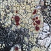Alpine Bloodspot Lichen - Photo (c) Ida B D Jacobsen, all rights reserved, uploaded by Ida B D Jacobsen