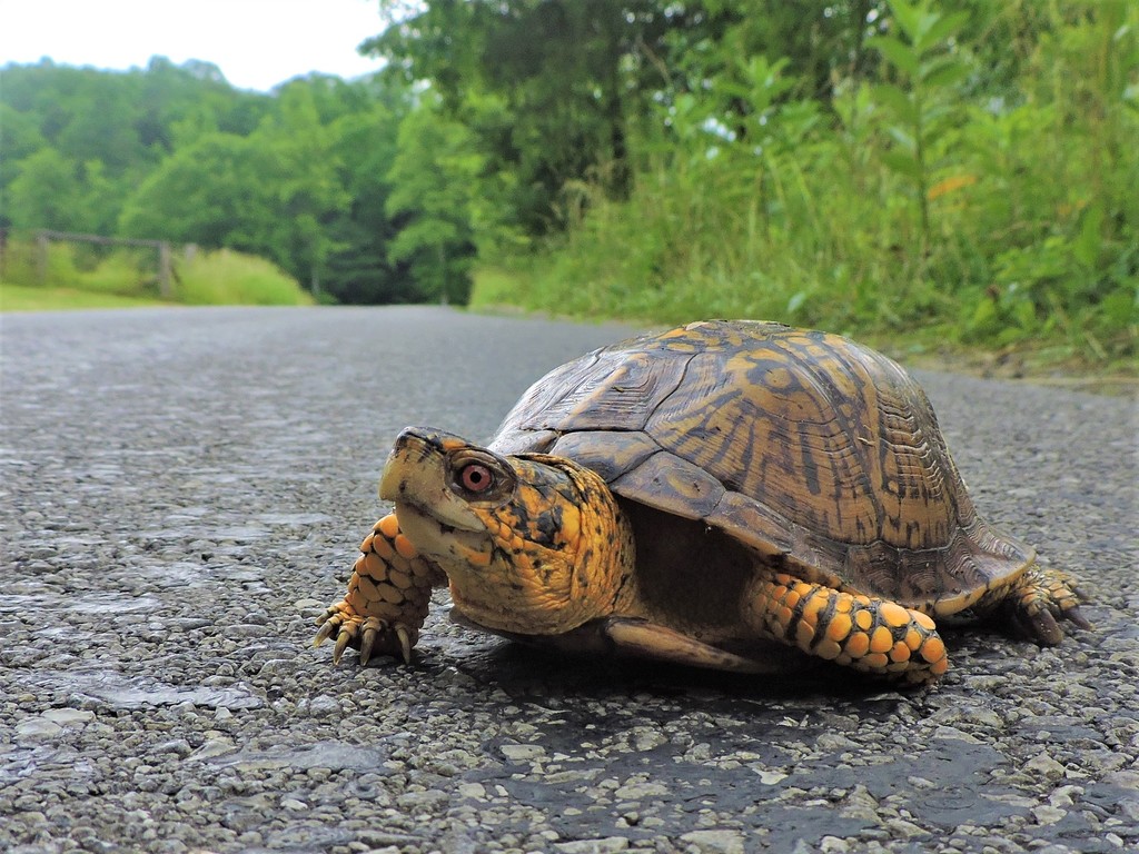 Eastern Box Turtle In June 2020 By Cade INaturalist   Large 