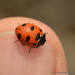 Trivial Lady Beetle - Photo (c) Juan Carlos Garcia Morales, all rights reserved, uploaded by Juan Carlos Garcia Morales