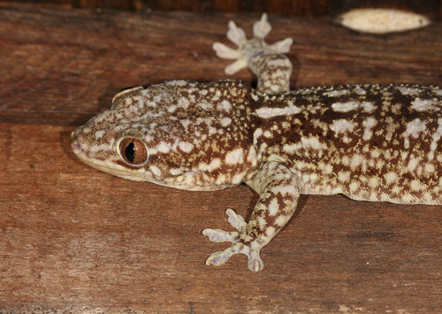 Tulear Velvet Gecko