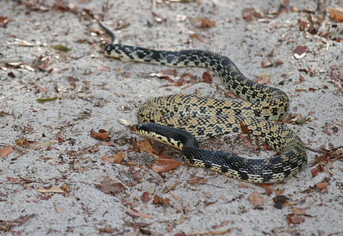 Giant Madagascan Hognose Snake