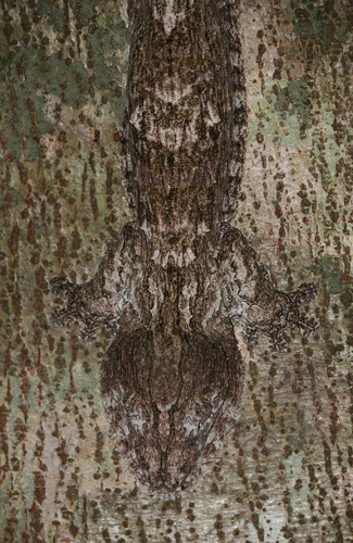 Henkel's Leaf-tailed Gecko