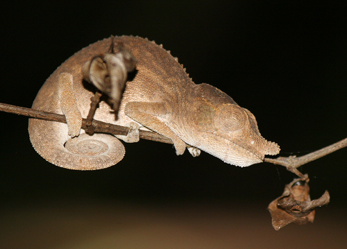 Rhinoceros Chameleon