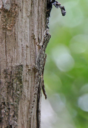 Gunther's Dwarf Gecko (Lygodactylus miops) · iNaturalist