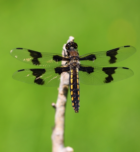 Eight-spotted Skimmer