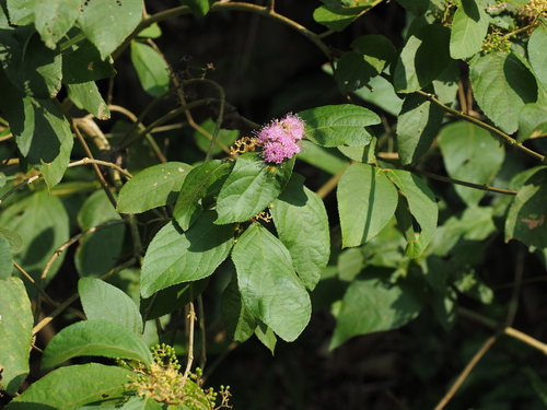 Callicarpa formosana