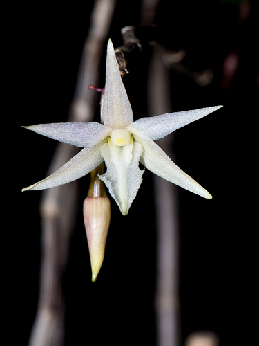 Dendrobium klabatense