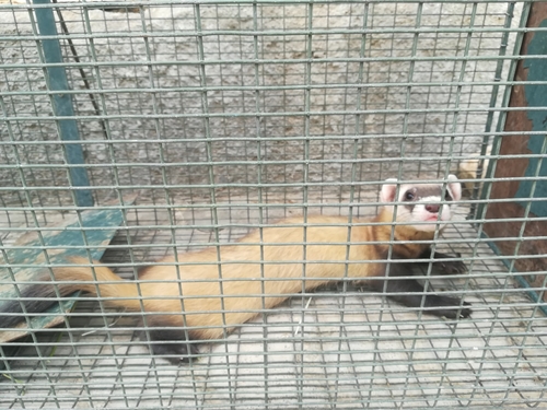 Steppe Polecat