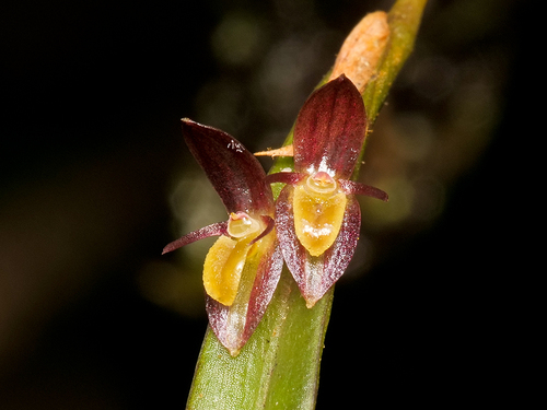 Pleurothallis acestrophylla