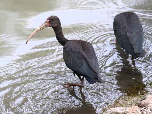 Bare-faced Ibis