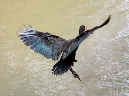 Bare-faced Ibis