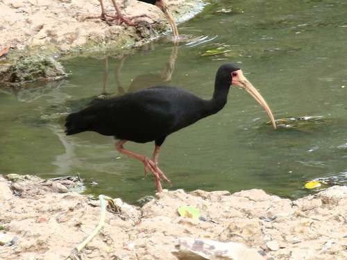 Bare-faced Ibis